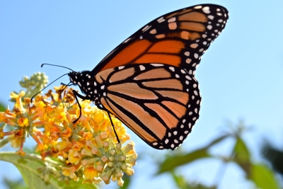 Creating Habitats for Pollinators Fund